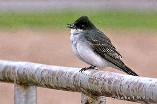 Kingbird On A Railing_DSCF19938.jpg - Eastern Kingbird (Tyrannus tyrannus) photographed at Smiths Falls, Ontario, Canada.